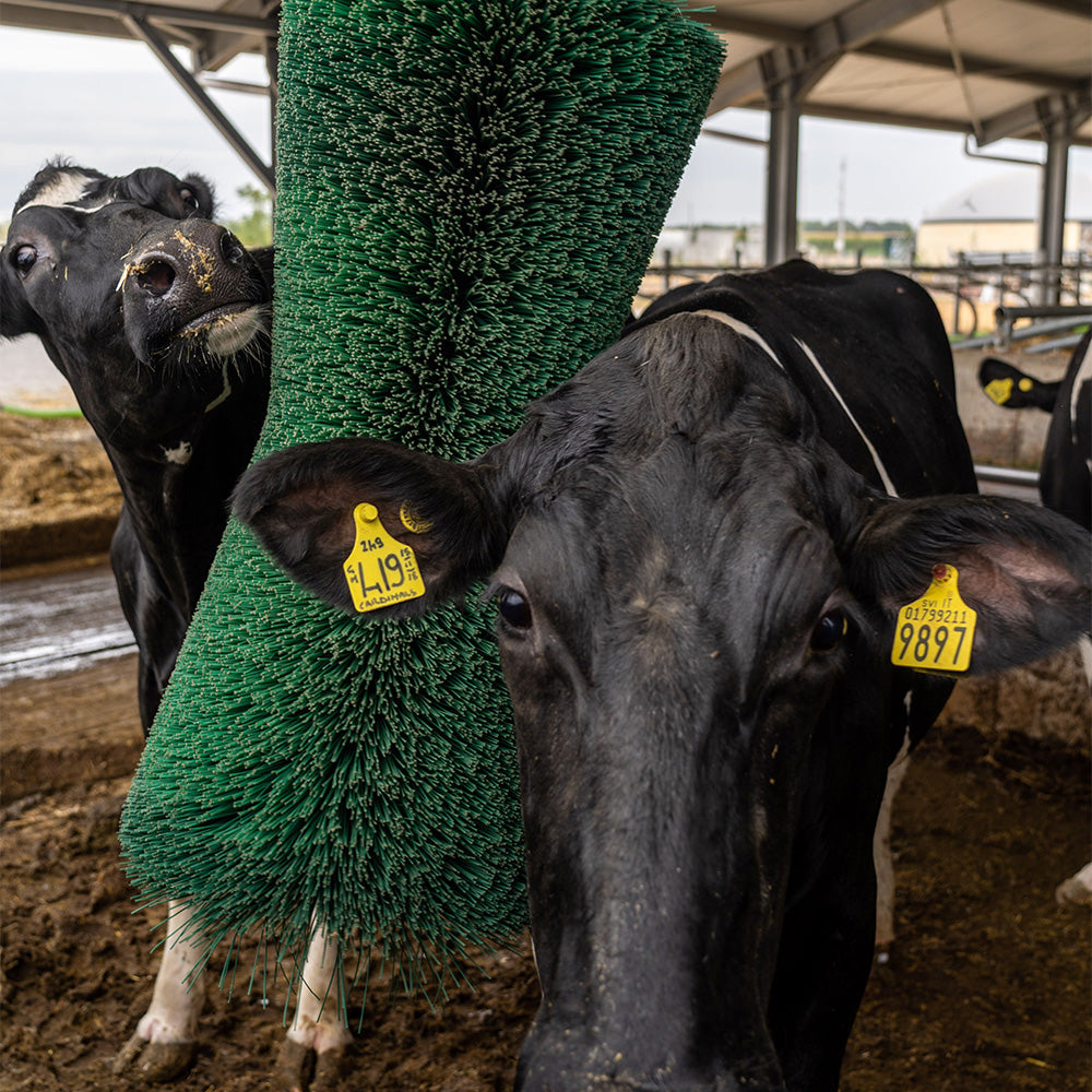 Pendulum Cow Brush
